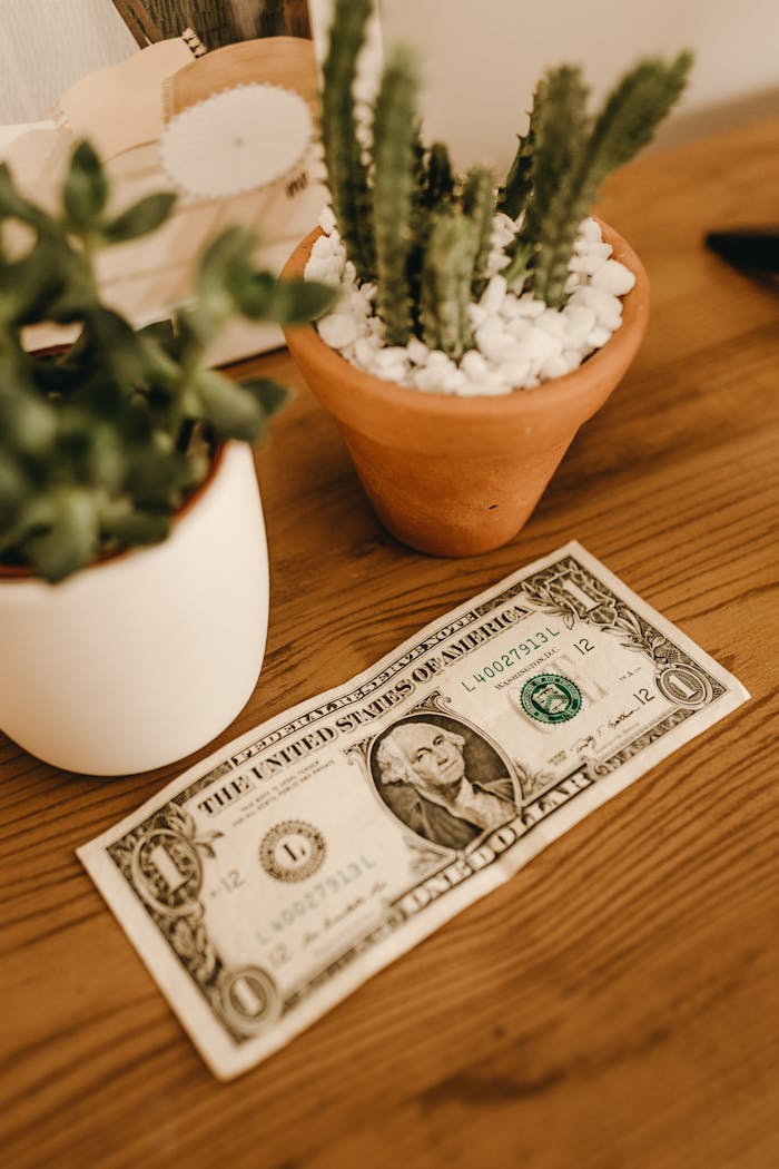 A US dollar bill placed on a wooden table alongside potted cacti, symbolizing finance and nature.